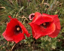 Image result for Papaver rhoeas