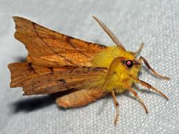 Attēlu rezultāti vaicājumam “Ennomos alniaria”