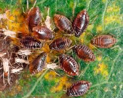 Attēlu rezultāti vaicājumam “Thecabius affinis nymph”