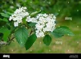 Attēlu rezultāti vaicājumam “Crataegus macracantha flower”
