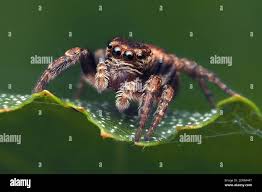 Attēlu rezultāti vaicājumam “Evarcha falcata”