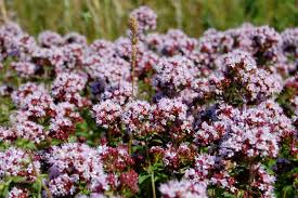 Attēlu rezultāti vaicājumam “Origanum majorana flower”
