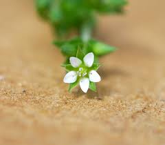 Attēlu rezultāti vaicājumam “Anthyllis arenaria flower”