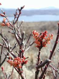 Attēlu rezultāti vaicājumam “Myrica gale bud”