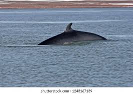 Image result for Balaenoptera acutorostrata