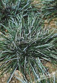 Attēlu rezultāti vaicājumam “Sesleria caerulea leaf”