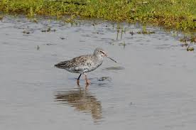 Image result for Tringa erythropus