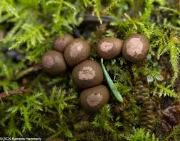 Attēlu rezultāti vaicājumam “Lycogala roseosporum spores”