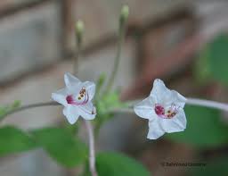 Attēlu rezultāti vaicājumam “Bulbochaete mirabilis”