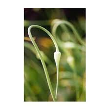 Attēlu rezultāti vaicājumam “Allium sativum bud”