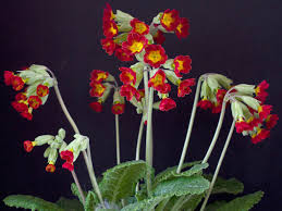 Attēlu rezultāti vaicājumam “Primula veris var. rubra flower”