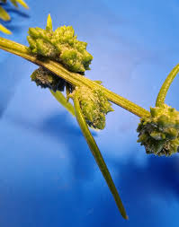 Attēlu rezultāti vaicājumam “Atriplex littoralis leaf”