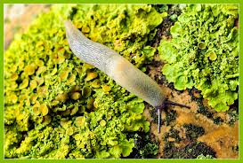 Attēlu rezultāti vaicājumam “Krynickillus melanocephalus”