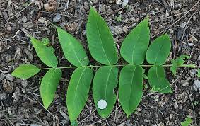 Attēlu rezultāti vaicājumam “Juglans cinerea”