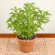 Image result for Stevia rebaudiana