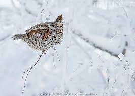 Attēlu rezultāti vaicājumam “Tetrastes bonasia female”