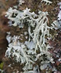 Attēlu rezultāti vaicājumam “Ramalina farinacea”