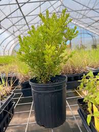 Attēlu rezultāti vaicājumam “Deschampsia flexuosa bud”