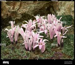 Attēlu rezultāti vaicājumam “Colchicaceae”