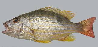 Image result for Lutjanus synagris