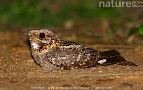Image result for Caprimulgus ruficollis
