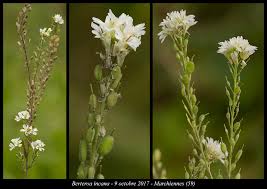 Attēlu rezultāti vaicājumam “Berteroa incana fruit”