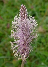 Attēlu rezultāti vaicājumam “Plantago media bud”