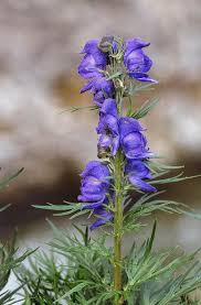 Image result for Aconitum napellus