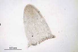 Attēlu rezultāti vaicājumam “Sphagnum inundatum”