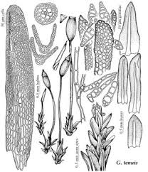 Attēlu rezultāti vaicājumam “Gymnostomum calcareum”