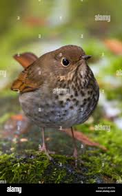 Image result for Catharus guttatus