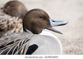 Attēlu rezultāti vaicājumam “Anas acuta”