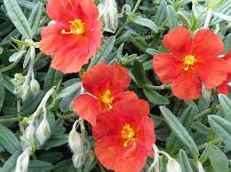 Attēlu rezultāti vaicājumam “Helianthemum x hybridum flower”