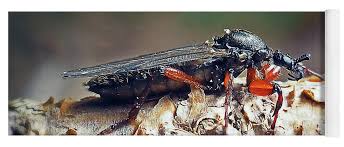 Attēlu rezultāti vaicājumam “Bibionidae female”