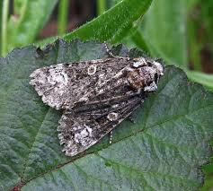 Attēlu rezultāti vaicājumam “Craniophora ligustri”