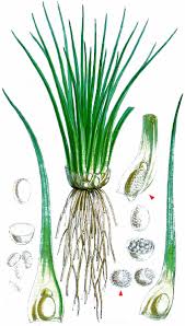 Attēlu rezultāti vaicājumam “Isoetaceae”