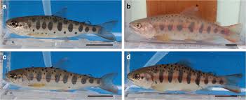 Image result for Oncorhynchus