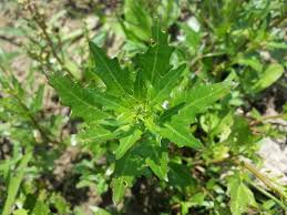 Attēlu rezultāti vaicājumam “Chenopodium rubrum leaf”