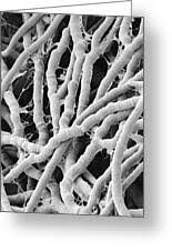 Attēlu rezultāti vaicājumam “Antrodia malicola”