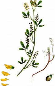 Attēlu rezultāti vaicājumam “Melilotus wolgicus flower”