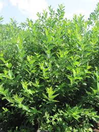 Attēlu rezultāti vaicājumam “Salix myrtilloides”