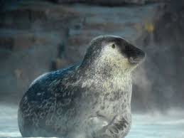 Image result for Pusa hispida