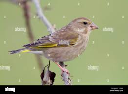 Attēlu rezultāti vaicājumam “Chloris chloris female”