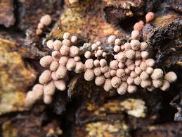 Attēlu rezultāti vaicājumam “Arcyria incarnata”