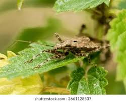 Attēlu rezultāti vaicājumam “Himacerus apterus”