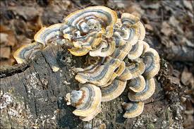 Attēlu rezultāti vaicājumam “Trametes ochracea”