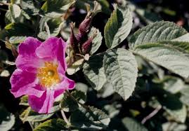 Attēlu rezultāti vaicājumam “Rosa villosa”