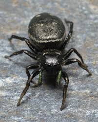 Attēlu rezultāti vaicājumam “Heliophanus sp.”