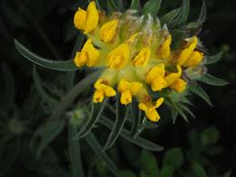 Attēlu rezultāti vaicājumam “Anthyllis vulneraria”