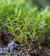 Attēlu rezultāti vaicājumam “Didymodon rigidulus”